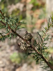 Hakea sericea