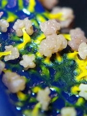 Physarum polycephalum