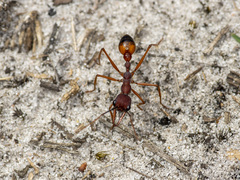 Myrmecia nigriscapa