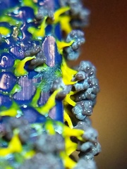 Physarum polycephalum