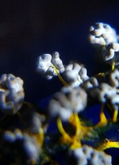 Physarum polycephalum