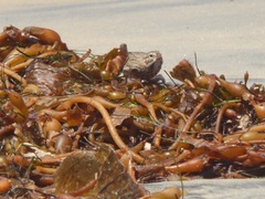 Passerculus sandwichensis rostratus