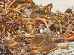 Passerculus sandwichensis rostratus