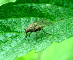 Anthomyia punctipennis