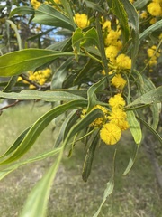 Acacia saligna