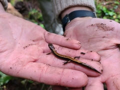 Plethodon vehiculum
