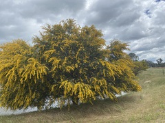 Acacia iteaphylla