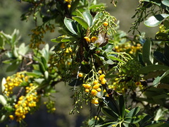 Berberis darwinii