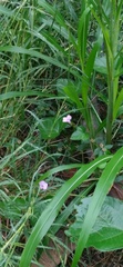 Ipomoea triloba