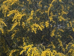 Acacia iteaphylla
