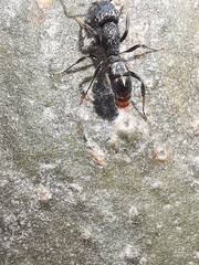 Rhytidoponera victoriae