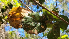 Quercus agrifolia agrifolia