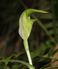 Pterostylis