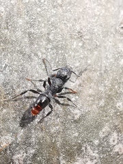 Rhytidoponera victoriae