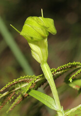 Pterostylis