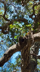 Quercus agrifolia agrifolia