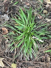 Dichanthelium laxiflorum
