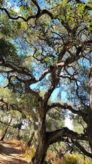 Quercus agrifolia agrifolia