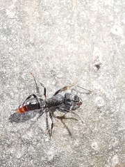 Rhytidoponera victoriae