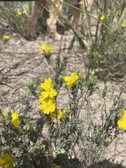 Hibbertia crinita