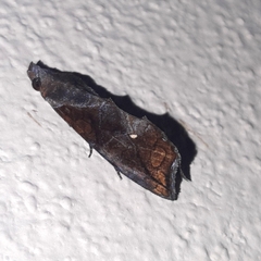 Plusiodonta incitans