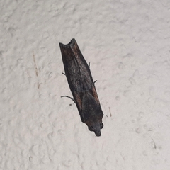 Plusiodonta incitans