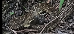 Crotalus durissus