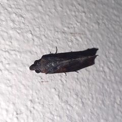 Plusiodonta incitans