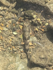 Hypentelium nigricans