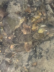 Hypentelium nigricans