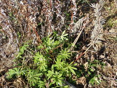Lupinus polyphyllus