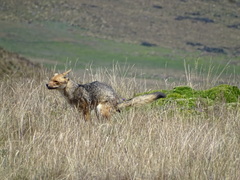 Lycalopex culpaeus