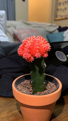 Gymnocalycium