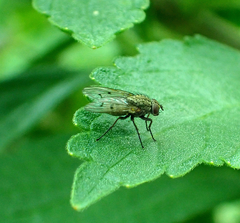 Anthomyia punctipennis