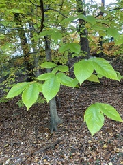 Fagaceae
