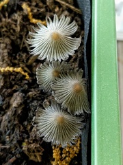 Setulosi