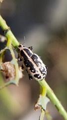 Eudiagogus rosenschoeldi