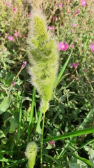 Polypogon monspeliensis