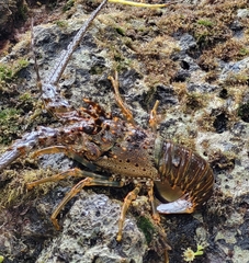 Panulirus argus