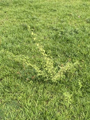 Cenchrus clandestinus