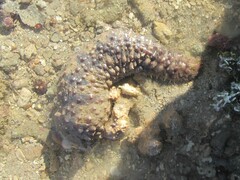 Holothuria impatiens