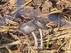 Coprinopsis lagopus