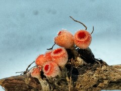 Microstoma floccosum