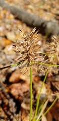 Cyperus polystachyos