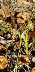 Cyperus polystachyos