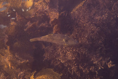 Meuschenia trachylepis