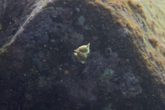 Anampses caeruleopunctatus