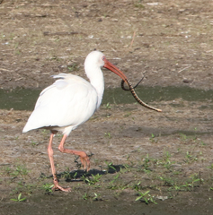 Nerodia fasciata pictiventris