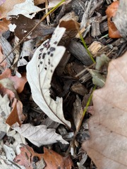 Neuroterus saltarius