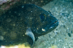 Acanthistius ocellatus